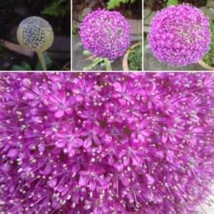 alliums