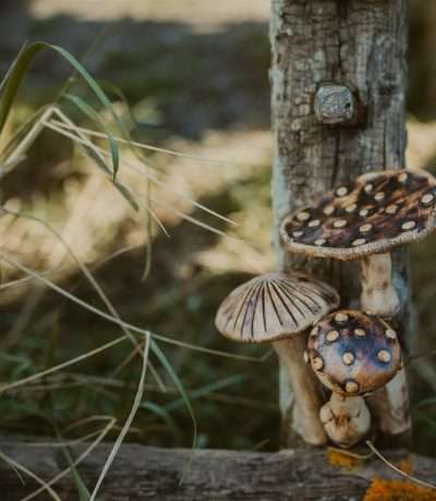 ceramic mushrooms main