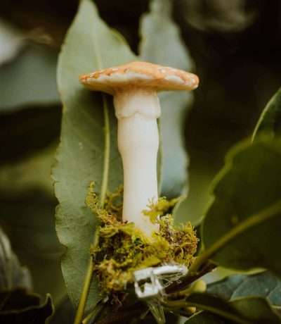 Clip on mushroom yellow and white