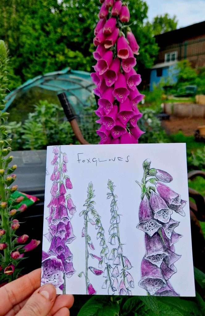 foxgloves card main