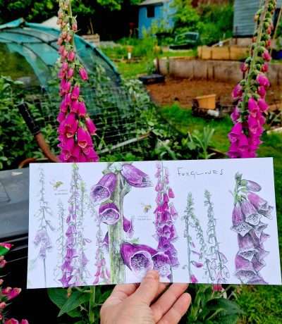foxgloves card open