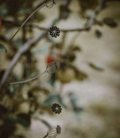 hanging poppy seedheads main shot