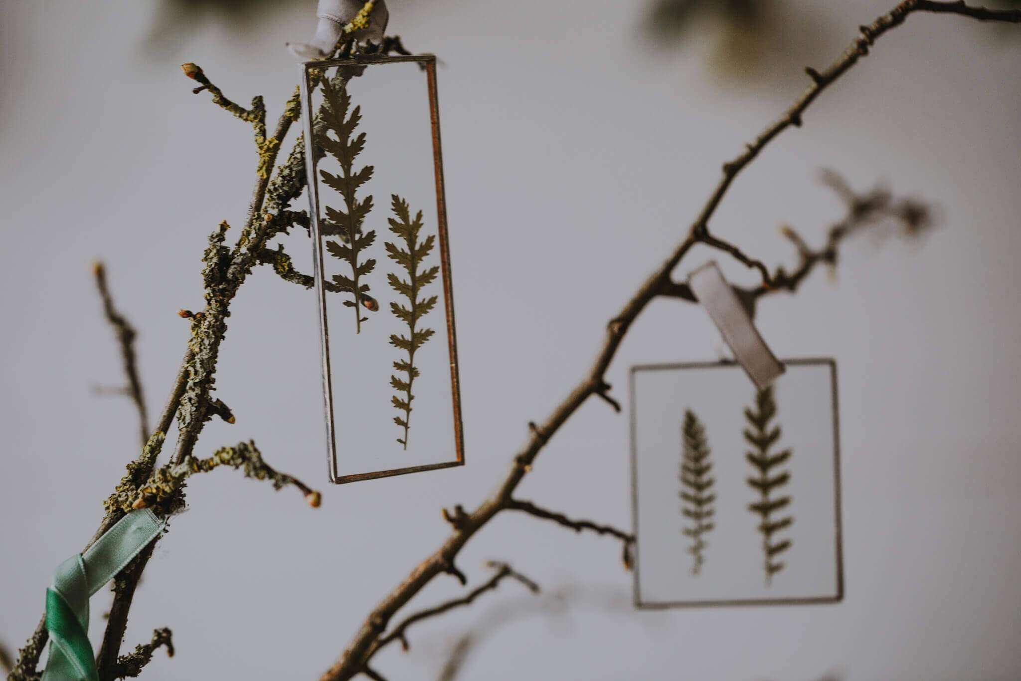 pressed fern frames