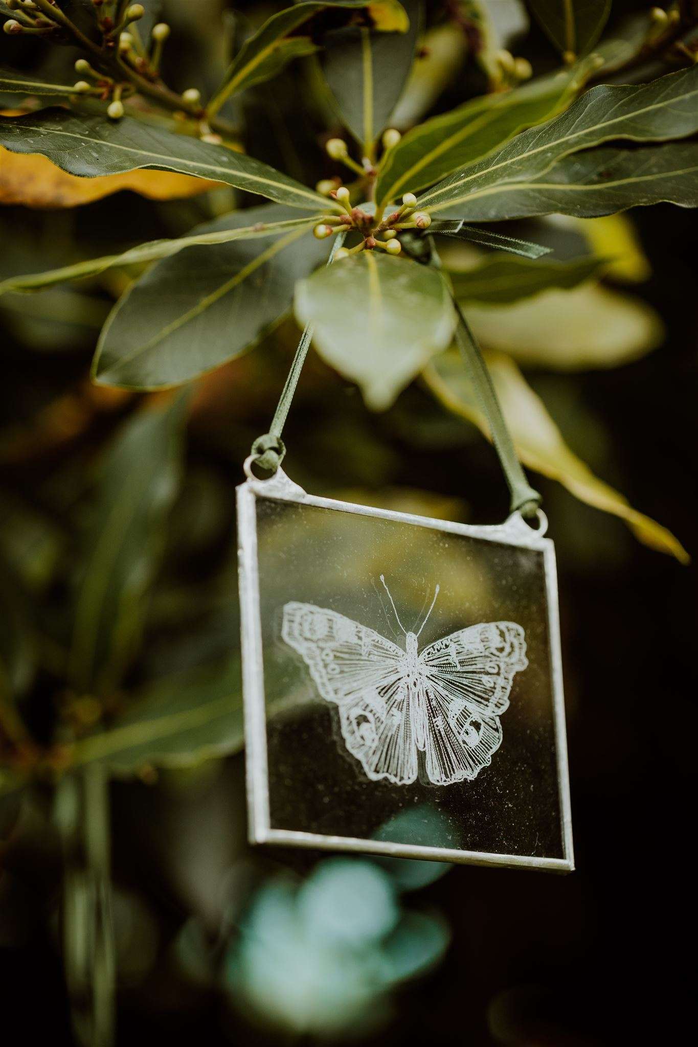 Butterfly & Moth