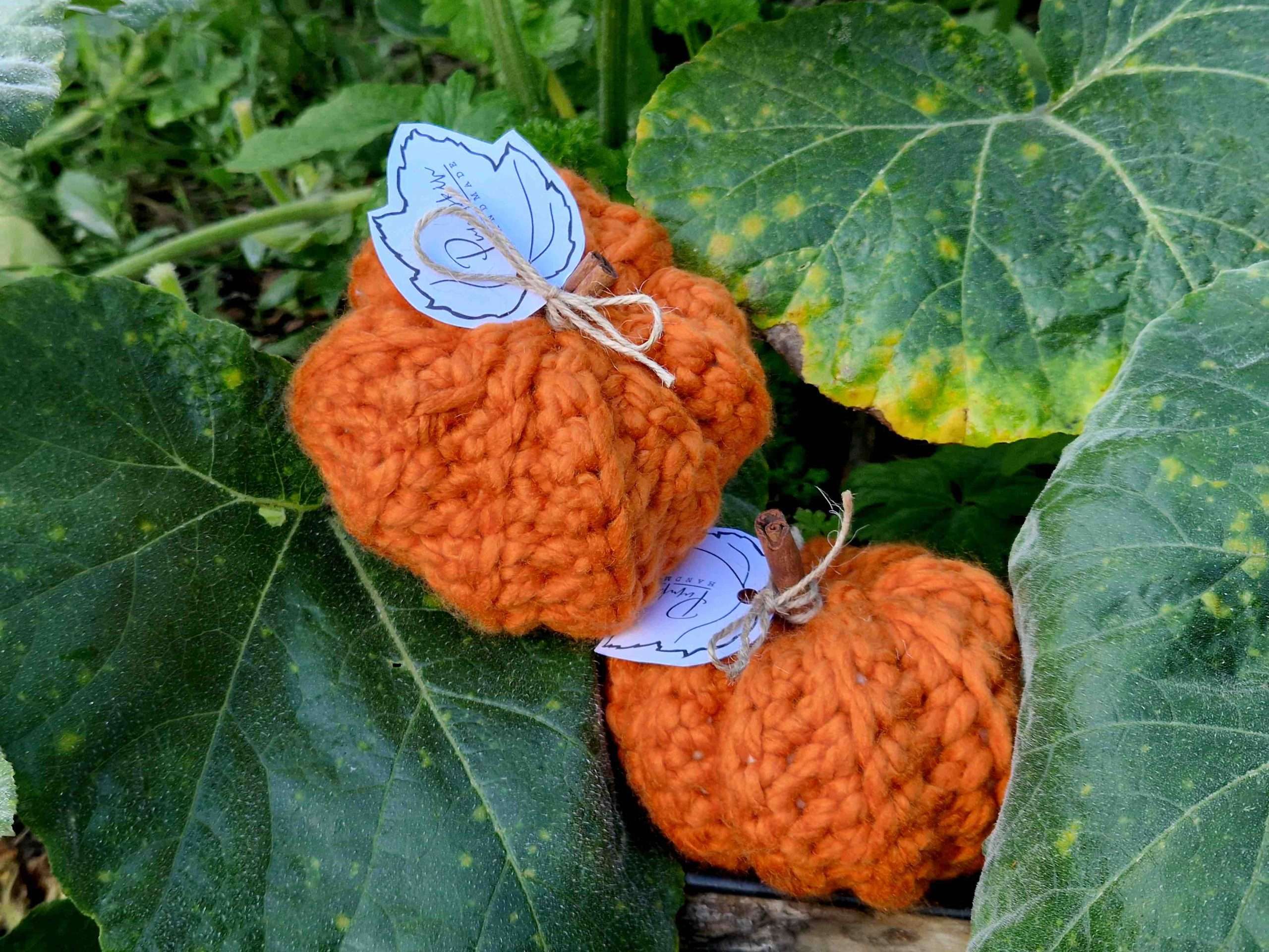 kate pumpkins further back
