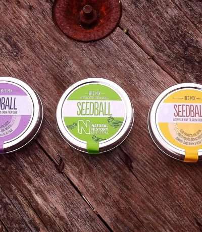 seedball pollinator mix