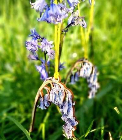 wooden bluebell hannah main
